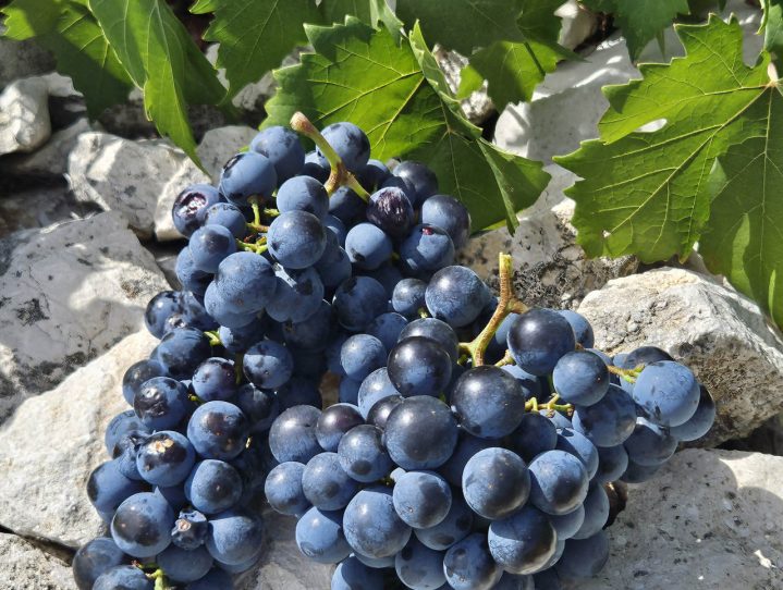brne winery (4)